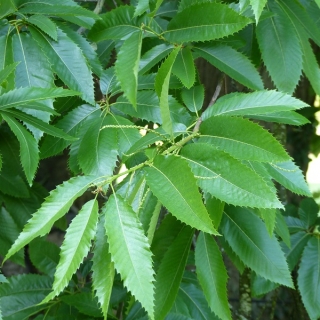 Leaves of the sweet chestnut in detail