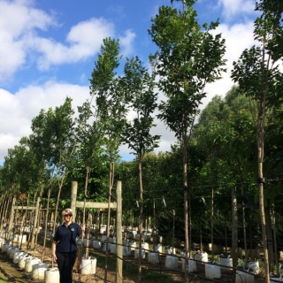 Koelreuteria paniculata Fastigiata at Barcham Treesa