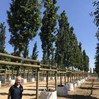 Quercus robur Fastigiata Koster on the barcham trees nurery