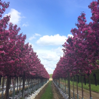 Malus Rudolph on the barcham trees nursery