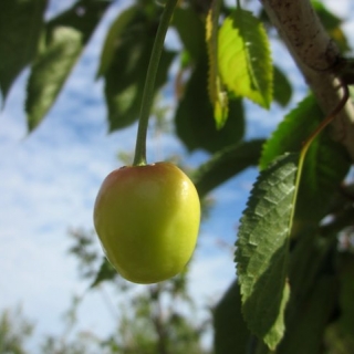 the cherry of Prunus avium Kordia