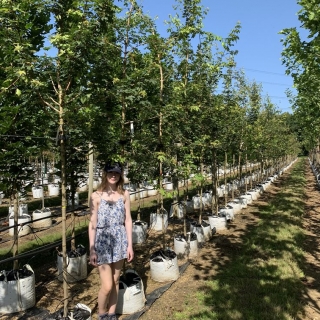 Acer campestre on the barcham trees nursery