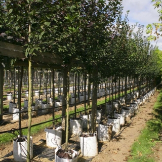 Mespilus germanica at Barcham Trees