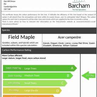 Carbon rating for Acer campestre