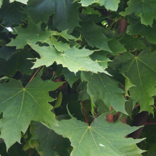 Acer platanoides Globosum foliage