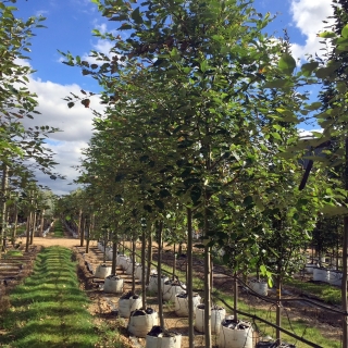 Populus balsamifera at barcham trees