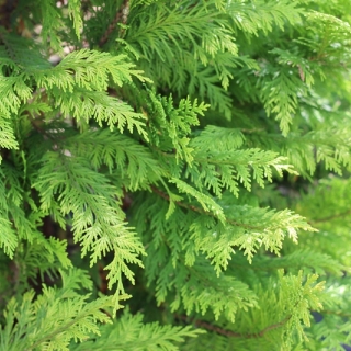 The foliage of Chamaecyparis Lawsoniana Yvonne