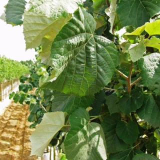 Foliage of Tilia tomentosa