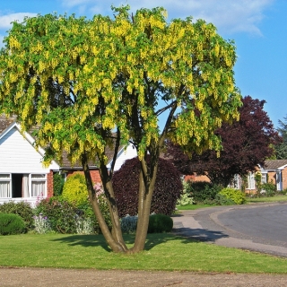 mature specimen of Laburnum × watereri 'Vossii'