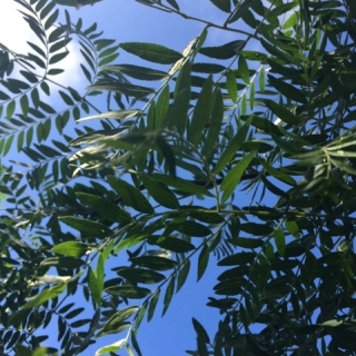 Gleditsia triancanthos inermis leaves