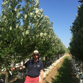 Quercus royal prince at barcham trees