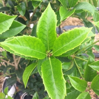 Osmanthus fortunei aquifolium  new growth