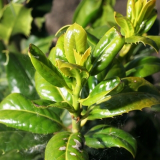 foliage of Ilex aquifolium Pyramidalis