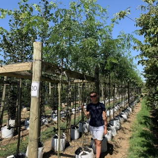 Gleditsia triacanthos Draves Street Keeper