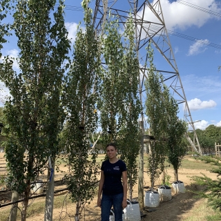 Betula pendula Fastigiata