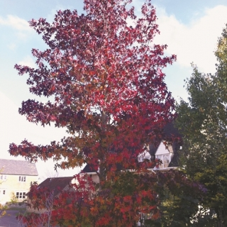 Stunning autumn foliage of Liquidambar styraciflua