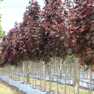 Acer platanoides Crimson Sentry on the barcham trees nursery