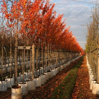 The bright orange autumn colour of Prunus Umineko