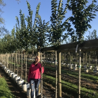 12/14cm girth Ulmus Clusius on Barcham Trees nursery to scale