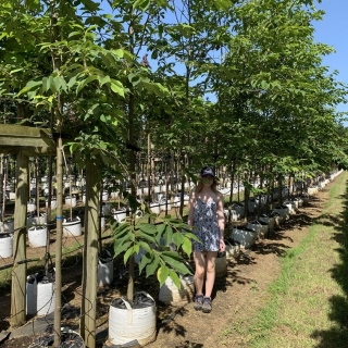 Halesia Carolina