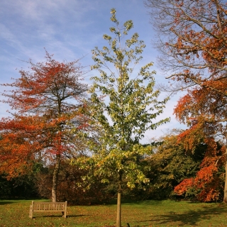 mature Acer saccharinum Pyramidale