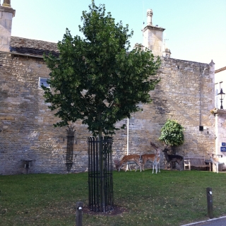 Tilia platyphyllos Rubra at Burleigh House, Stamford, Lincolnshire