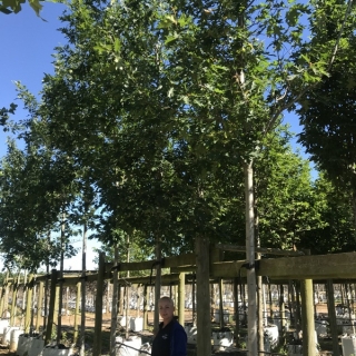 Quercus rubra at barcham trees