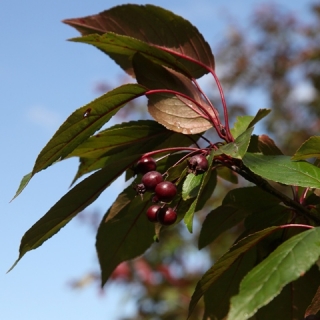 Foliage and berries of Malus Director Moerland