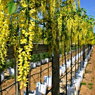 flowers of Laburnum × watereri 'Vossii'