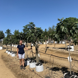 Ficus carica ‘Nero’