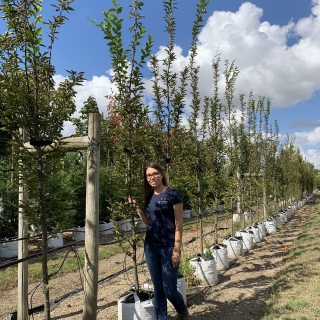 Carpinus betulus Fastigiata