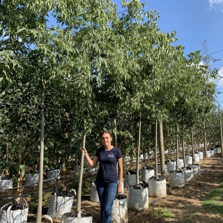 Celtis Australis