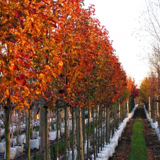 stunning autumn colour of Pyrus calleryana Redspire