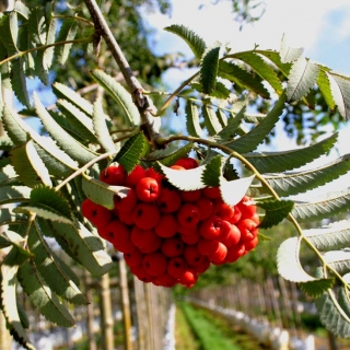 Sorbus aucuparia Rossica Major berries