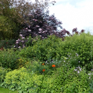 Sambucus nigra Black Lace in a border