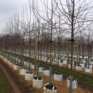 Malus Butterball in winter months at Barcham trees