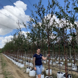 Prunus serrula Tibetica