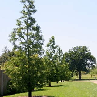 Dawn Redwood in a parkland environment