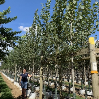 Populus tremula