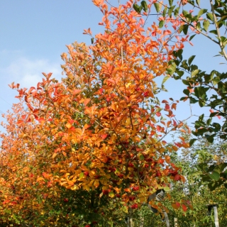 autumn colour of   Crataegus x prunifolia Splendens