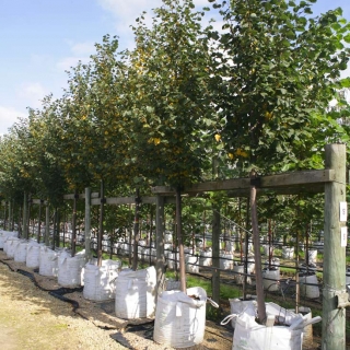 Tilia cordata in a row on Barcham Trees nursery