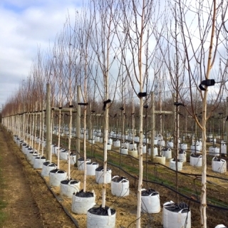 Betula utilis Jacquemontii Snow Queen in winter