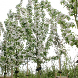 Malus Golden Hornet in flower