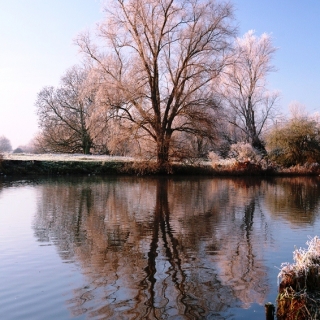 Mature Salix alba in winter