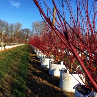 the red stems of Cornus alba Sibirica