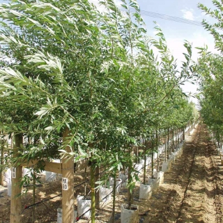 Row of Salix caprea at Barcham Tress nursery