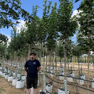 Crataegus x prunifolia Splendens