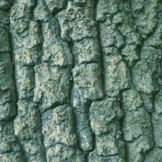 Crinkled bark of mature Quercus cerris in detail