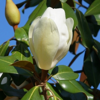 Magnolia Grandiflora flower