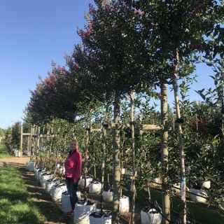 12-14cm girth  Lagerstroemia indica Violacea